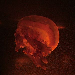 Lagoon Jellyfish at SeaLife Berlin, 05/09/11