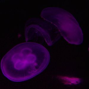Moon Jellyfish at SeaLife Berlin, 05/09/11