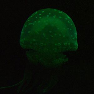 Lagoon Jellyfish at SeaLife Berlin, 05/09/11