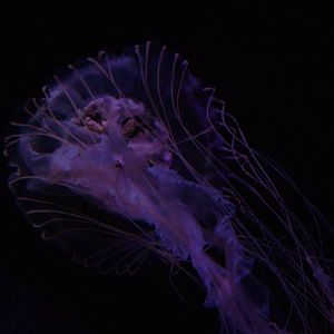 Sea Nettle at SeaLife Berlin, 05/09/11