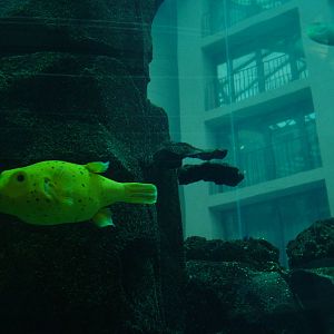 Aqua-Dom at SeaLife Berlin, 05/09/11