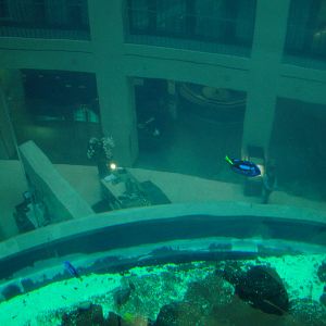 Aqua-Dom at SeaLife Berlin, 05/09/11