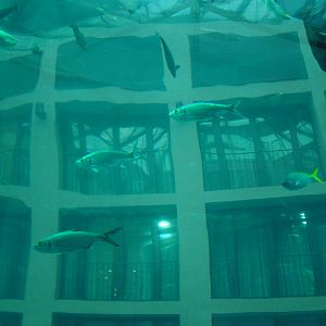 Aqua-Dom at SeaLife Berlin, 05/09/11