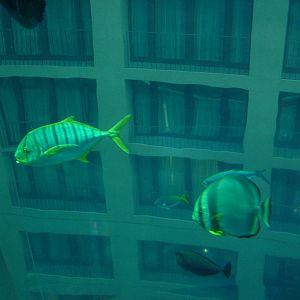 Aqua-Dom at SeaLife Berlin, 05/09/11