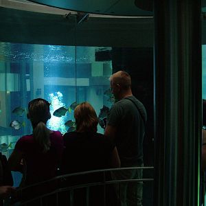 Aqua-Dom at SeaLife Berlin, 05/09/11