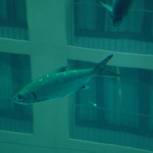 Aqua-Dom at SeaLife Berlin, 05/09/11