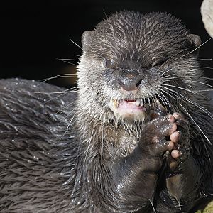 Small-clawed otter crunching a crayfish