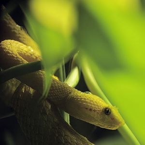 Eyelash pitviper