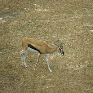 thompsons gazelle