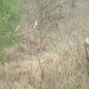 Kruger National Park - Oct 2011