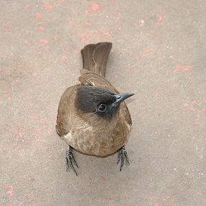 Kruger National Park - Oct 2011