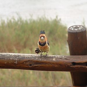 Kruger National Park - Oct 2011