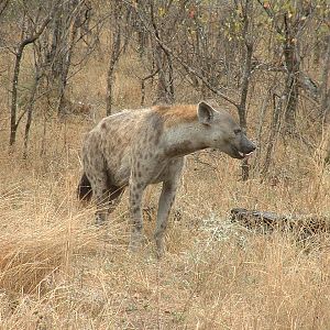Kruger National Park - Oct 2011
