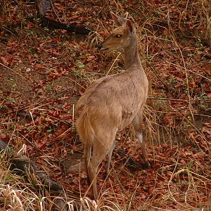 Kruger National Park - Oct 2011