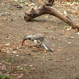 Kruger National Park - Oct 2011