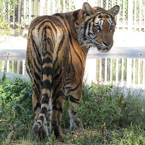 Bengal Tiger(babry)2