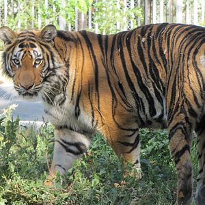 Bengal Tiger(babry)1