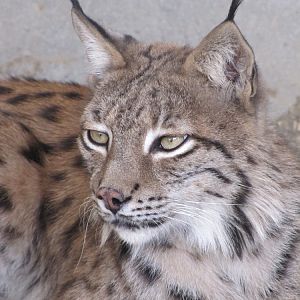 Eurasian Lynx