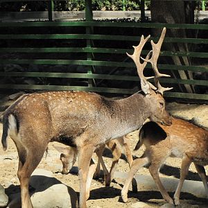 European fallow deer