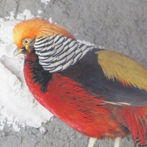 Golden Pheasant
