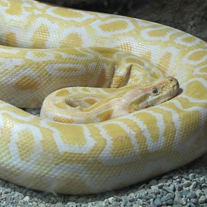 Albino Burmese Python 1