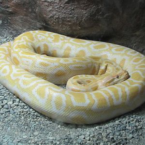 Albino Burmese Python2