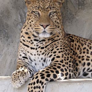 Leopard African