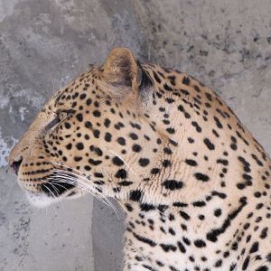 Leopard African