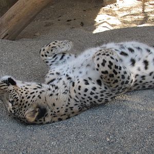 Persian Leopard