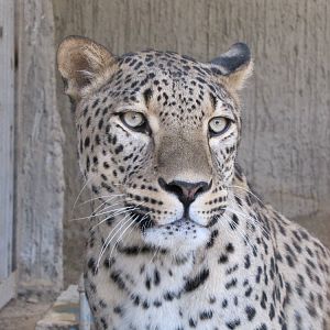 Persian Leopard