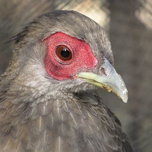 Silver Pheasant(famale )