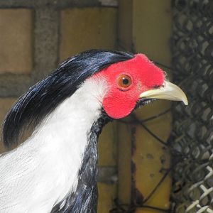 Silver Pheasant(male )