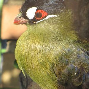 Hartlaub's Turaco (Tauraco hartlaubi)