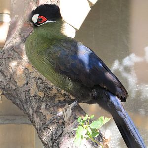 Hartlaub's Turaco (Tauraco hartlaubi)_1