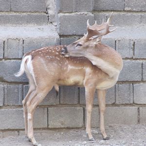 persian fallow deer