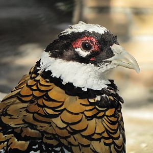 villars pheasant