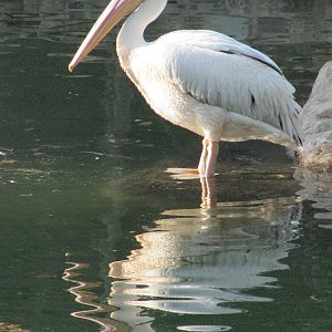 white pelican