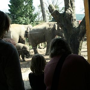 Asian elephants