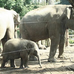 Asian elephants