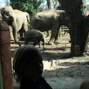 Asian elephants