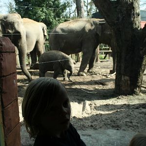 Asian elephants
