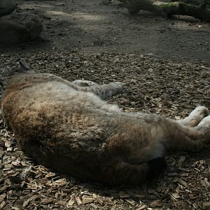 lynx