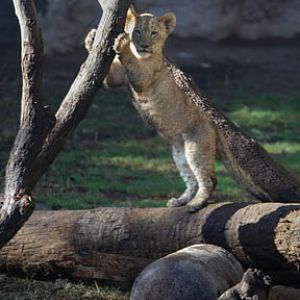 lion cub standing upright