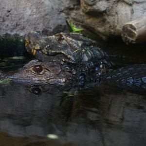dwarf caimans