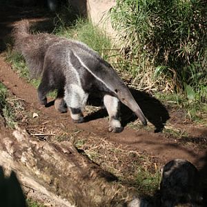 giant anteater
