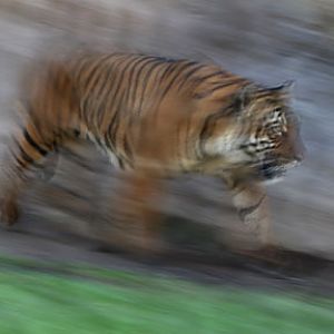 malayan tiger on the move