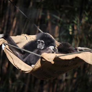 white handed gibbons