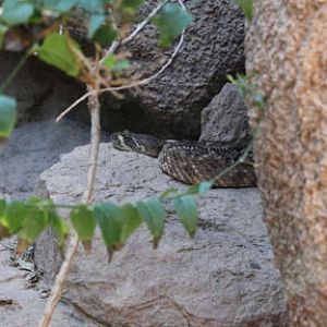 western diamondback