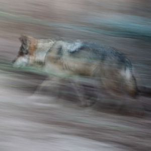 mexican wolf on the move