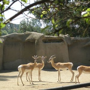 soemmerings gazelle 05